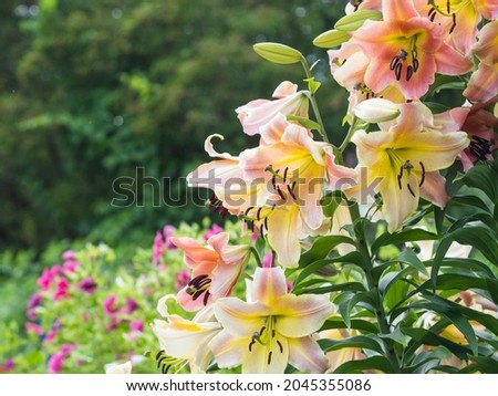 Pink and peach-colored big lilies bloom in a garden in autumn, big trees on a background, closeup with selective focus and copy space