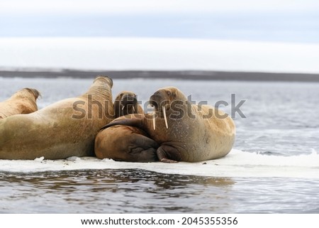 Walrus family lying on the ice floe. Arctic landscape.
