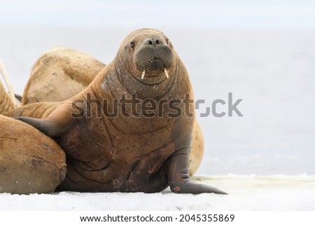 Walrus lying on the ice floe. Walrus head close up.