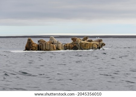 Group of walrus resting on ice floe in Arctic sea.