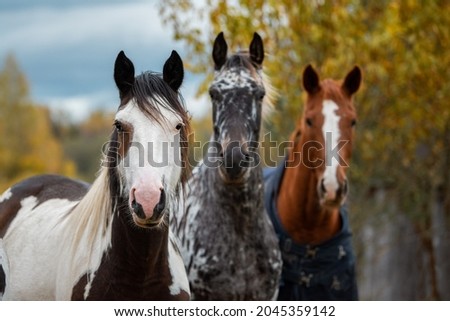 Three horses standing together on the field in autumn Royalty-Free Stock Photo #2045359142