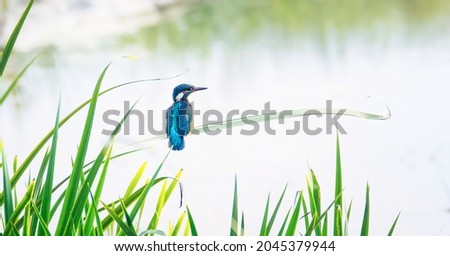 Kingfisher sits on a leaf of grass and looks for food, the best photo.