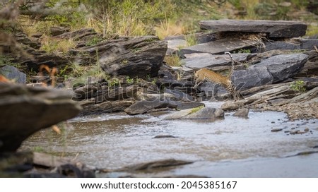 A leopard by a river in Masai Mara, Kenya