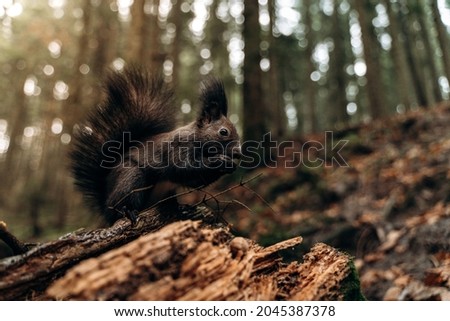 Cute brown squirrel eating nut in autumn forest with nice blurred trees in the background. Animals concept. Stock photo 