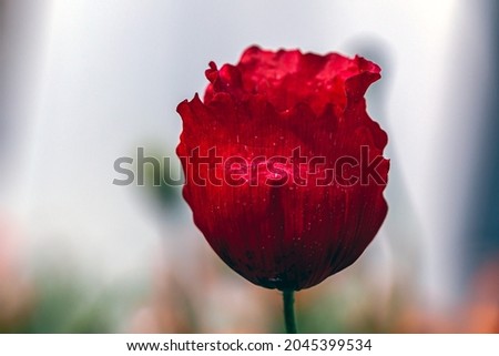 a blooming poppy with a white background