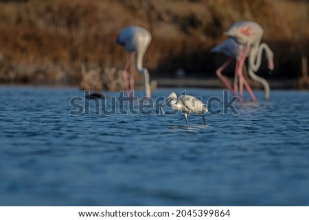 Little egret (Kosagi) cruising in the water, fishing