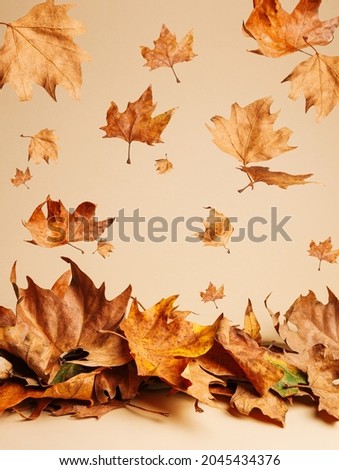 Dry autumn leaves falling down from trees on pastel beige background. Creative fall season concept. Minimal natural arrangement with brown and golden maple leaves. Royalty-Free Stock Photo #2045434376