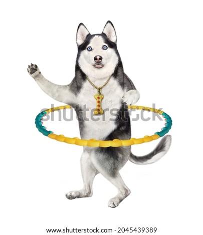 A dog husky is exercising with a hula hoop. White background. Isolated.