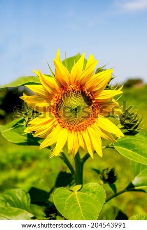 a young flowering plant sunflower against the sky