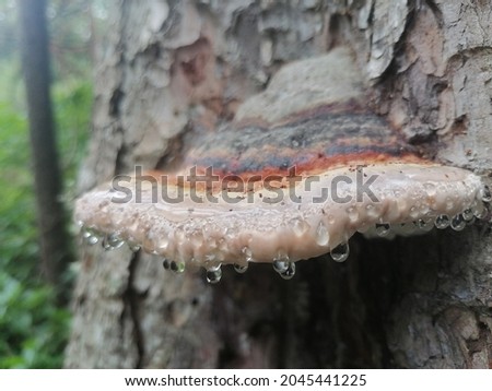 Red-belt conk, Fomitopsis pinicola growing on fir tree. Photo of a mushroom on a tree with dew drops. Trametes pinicola Royalty-Free Stock Photo #2045441225