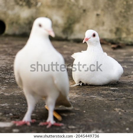 selectively focused photo of two white homing domestic pegions, one standing in the front and the other sitting at the back during a bright morning day