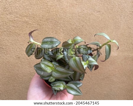 tradescantia zebrina plant,it is also known as  wandering jew 