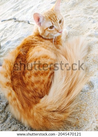Orange cat sitting on sand at the beach