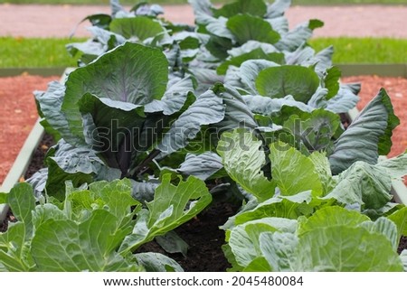 white and red cabbage leaves  on an ornamental flowerbed in the city park