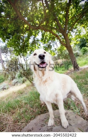 A beautiful Golden Retriever dog in nature. Taken in a green forest. On a rock. Happy dog. 