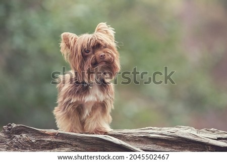 Miniature Yorkshire Terrier dog in the forest. In a natural environment. Very cute. Adorable dogs. Wearing collars. 