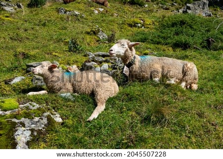 Couple of mature white sheep sitting down resting after grazing in the Swiss Alps. Sunny summer day, no people..