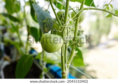 Tomato grows in a greenhouse. Growing fresh vegetables in a greenhouse