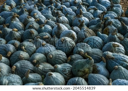 Blue Hubbard Squashes (also called New England Blue Hubbard), one of them is really huge. The picture was taken on a farmer's market in Braedstrup, Denmark,