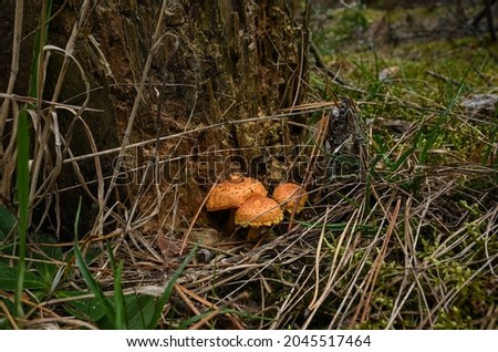beautiful brown mushrooms grow near a dry stump in a spruce forest.