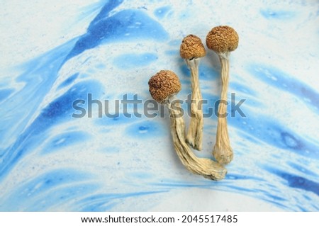 Psilocybin mushrooms on blue background. Psychedelic magic trip, cosmic consciousness. Dried Psilocybe Cubensis Golden Teacher, top view, flat lay.