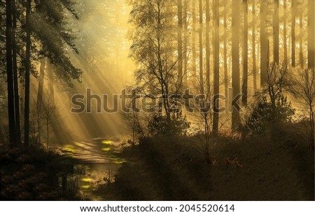 Shadow sunbeams in woods. Forest sunbeams Royalty-Free Stock Photo #2045520614