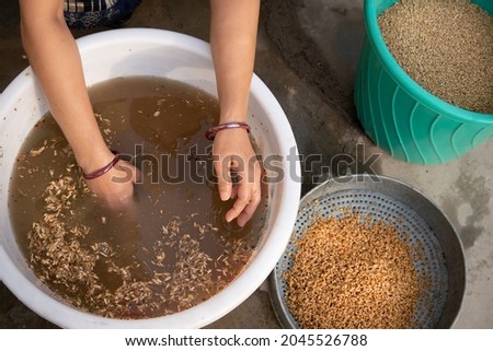 Outdoor high angle, close–up image of woman hands washing the wheat grain with clean water in a bucket and tub on the rooftop.