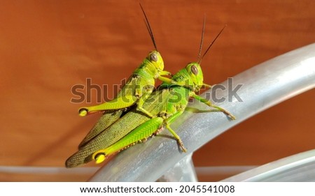 This picture shows two grasshoppers 
