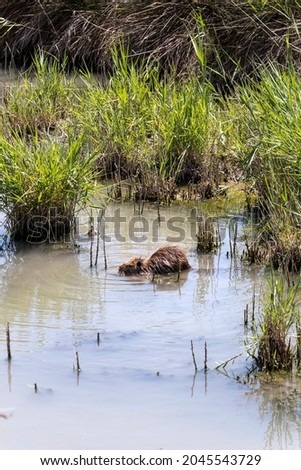 Coypu, brown nutria swimming and feeding in the natural habitat in waters of Camargue, France, Europe