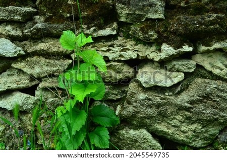 A young green mulberry tree that grows near an old stone wall 