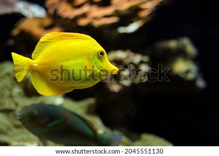 Yellow tang Zebrasoma flavescens fish underwater in sea with corals in background. Yellow tang is very popular aquarium fish Royalty-Free Stock Photo #2045551130