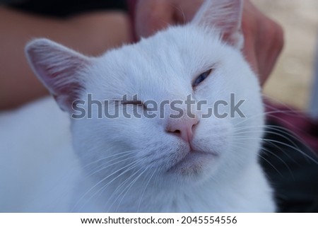 Portrait of white Cat with blue eyes . Nose, lips, mustache ,and eyes close-up.Furry Tabby kitty lying and sleeping .Beautiful Perfectly  White Cat with Blue Eyes Relaxing . 