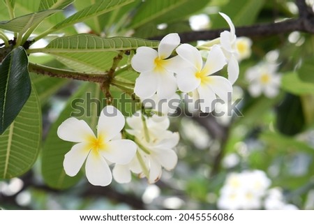 White and Yellow Plumeria blooming on trees, Frangipani, Tropical flower, close-up shot