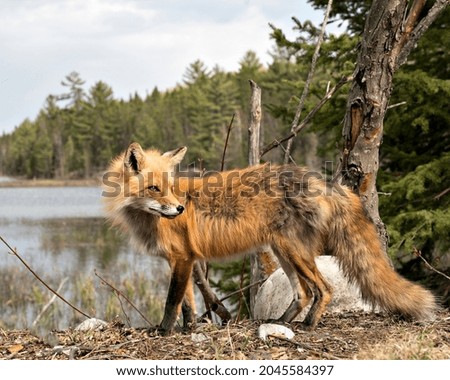 Red Fox close-up profile side view with clouds, water and forest background landscape scenery in the springtime  in its environment and habitat. Fox Image. Picture. Portrait.