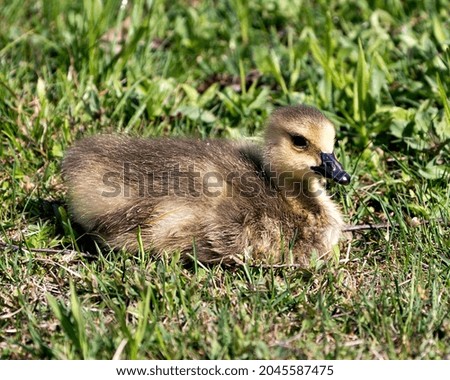 Canadian baby gosling close-up profile view resting on grass in its environment and habitat. Canada Goose Image. Picture. Portrait. Photo. 