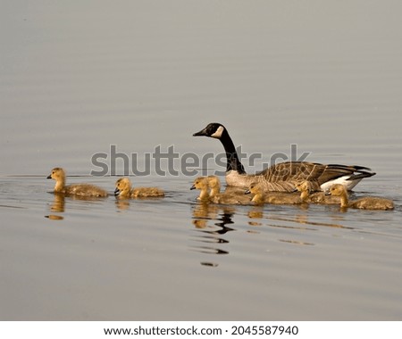Canadian Goose with gosling babies swimming in their environment and habitat with water background. Canada Geese Image. Picture. Portrait. Photo. Canada Geese Image. Picture. Portrait. Photo.