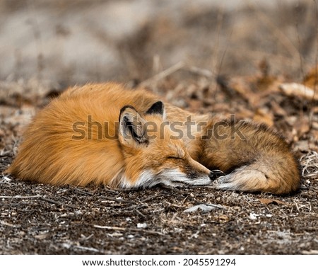 Red fox close-up napping on brown spring foliage, in its environment and habitat with a blur background. Fox Image. Picture. Portrait. Photo.