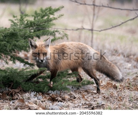 Red Fox close-up profile view side view in the spring season with blur white moss and coniferous branches background and  its environment and habitat. Fox Image. Picture. Portrait.
