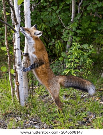 Fox standing on its back legs smelling a birch tree in its habitat and environment displaying fur, body, head, nose, paws, bushy tail. Picture. Portrait.