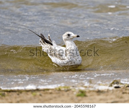 Seagull close-up profile view with splashing ripple water in its habitat surrounding and environment displaying wings, eye, beak, feather.