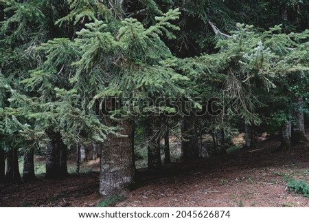 Abies alba or European silver fir evergreen forest, coniferous trees with green needle-like foliage