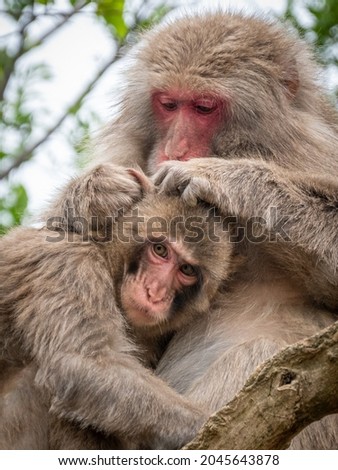 image of monkey sitting on tree branch with its cute little baby with forest in background