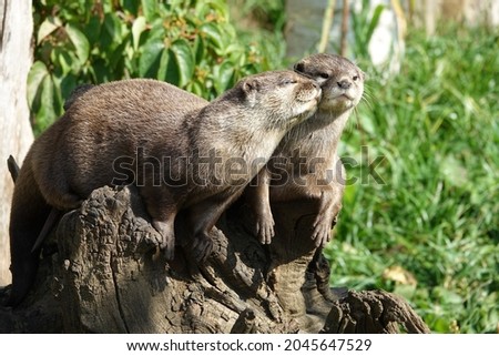 Two Asian short clawed otters in close up out of the water. One showing affection to the other. Aynox cinereus.   Cotswold Wildlife Park. Royalty-Free Stock Photo #2045647529