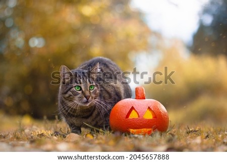 Funny tabby cat with green eyes sits on ground covered with colourful leaves near orange glowing yellow pumpkin against backdrop of magical autumn forest. Halloween celebration concept with copy space