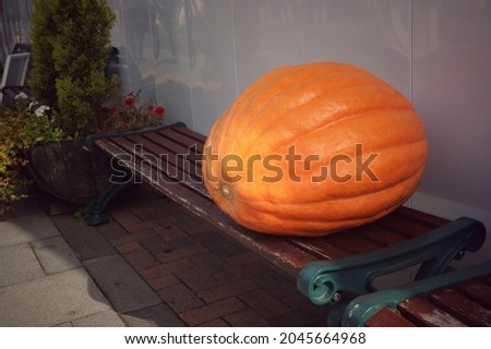 Decorative orange pumpkin on display in Halloween. Vintage style picture. Food, interior and Halloween day concept.