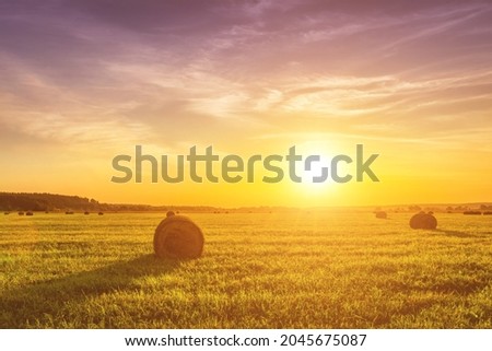A field with haystacks on a summer or early autumn evening with a cloudy sky in the background. Procurement of animal feed in agriculture. Landscape. Sunset.