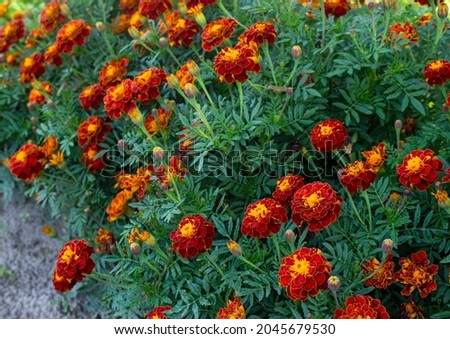 Red marigold or marigold flowers and leaves background pattern in the garden. Close-up of calendula flowers. Floral marigolds background pattern.