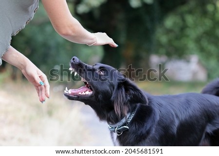 Agressive dog attacking a young caucasian woman. Black and white border collie biting a person. Defenseless girl getting bit by an untrained street dog. Scared dog bites at the park.  Royalty-Free Stock Photo #2045681591