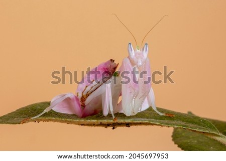 A female Orchid Praying Mantis sitting on a leaf, looking into the lens of the camera.