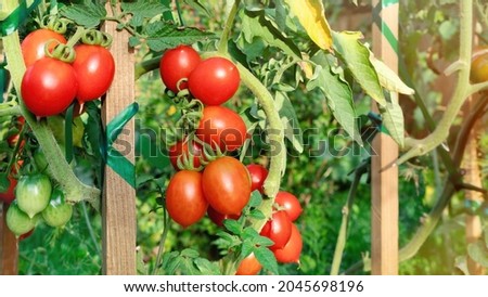 Organic vegetables in the garden close-up. Growing tomatoes on wooden stakes. Tall tomatoes tying up. Tomatoes with a sharp nose on a branch. Red tomatoes on a branch grow in raised beds. Royalty-Free Stock Photo #2045698196